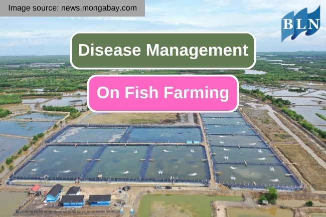 Disease Management in Fish Farming
